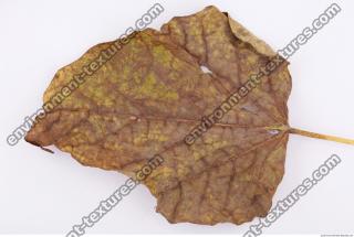 Leaves Dead Texture